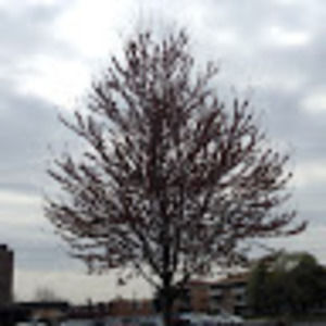 Meet your Posher, Lana